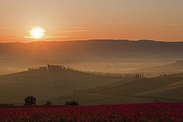 Italien, Toskana, Kreta, Blick auf ein Mohnfeld vor einem Bauernhof mit Zypressen bei Sonnenaufgang - FOF003516