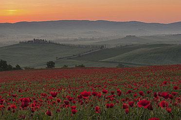 Italien, Toskana, Kreta, Blick auf ein Mohnfeld vor einem Bauernhof mit Zypressen bei Sonnenaufgang - FOF003518