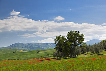 Italien, Toskana, Kreta, Blick auf Mohnfeld mit Olivenbäumen - FOF003519