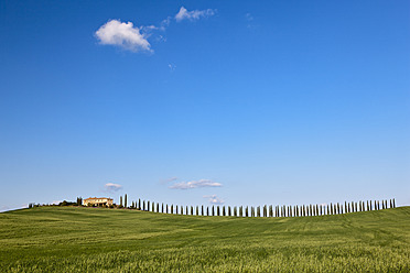 Italy, Tuscany, Crete, San Quirico d'Orcia, View of cornfield and farm with cypress trees - FOF003520