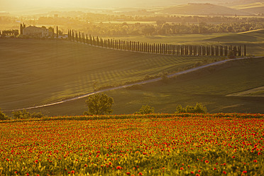 Italien, Toskana, Kreta, Blick auf ein Mohnfeld vor einem Bauernhof mit Zypressen bei Sonnenaufgang - FOF003522