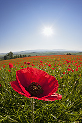 Italy, Tuscany, Crete, View of red poppy field at sunrise - FOF003527