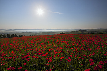 Italien, Toskana, Kreta, Blick auf rotes Mohnfeld bei Sonnenaufgang - FOF003529