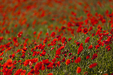 Italy, Tuscany, Crete, View of red poppy field - FOF003531