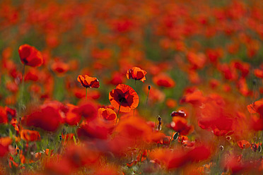 Italy, Tuscany, Crete, View of red poppy field - FOF003532