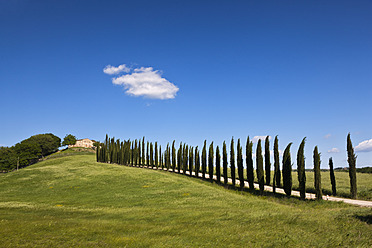 Italy, Tuscany, Crete, View of farm with cypress trees - FOF003534