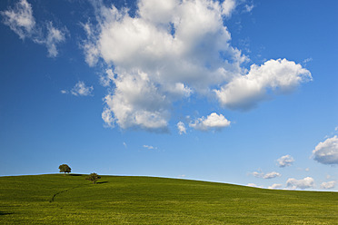 Italien, Toskana, Blick auf zwei Laubbäume im Kornfeld - FOF003535