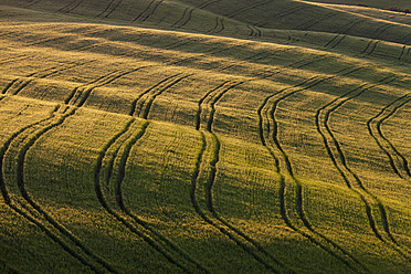 Italien, Toskana, Kreta, Blick auf Reifenspuren im Kornfeld - FOF003537