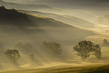 Italien, Toskana, Kreta, Blick auf Bäume und Nebel am Morgen - FOF003541