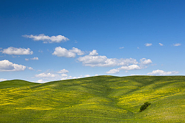 Italy, Tuscany, Crete, Val d'Orcia, View of cornfields at hilly landscape - FOF003545