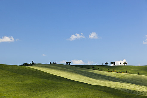 Italien, Toskana, Kreta, Val d'Orcia, Blick auf Kornfelder mit Pinien und Zypressen in hügeliger Landschaft - FOF003550