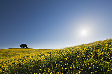 Italien, Toskana, Ansicht eines einzelnen Laubbaums in einem Rapsfeld - FOF003551