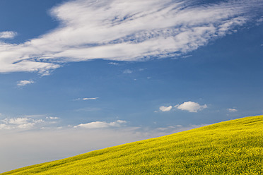 Italien, Toskana, Blick auf ein Rapsfeld - FOF003554