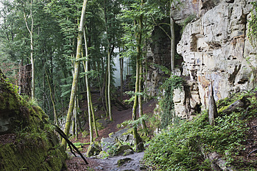 Deutschland, Rheinland-Pfalz, Region Eifel, Naturpark Südeifel, Blick auf Buntsandsteinfelsen am Buchenwald - GWF001526