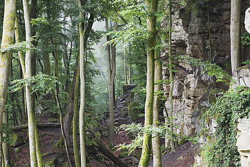 Deutschland, Rheinland-Pfalz, Region Eifel, Naturpark Südeifel, Blick auf Buntsandsteinfelsen am Buchenwald - GWF001527