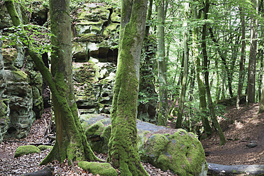 Deutschland, Rheinland-Pfalz, Region Eifel, Naturpark Südeifel, Blick auf Buntsandsteinfelsen und moosbewachsene Baumstämme im Buchenwald - GWF001535