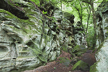 Deutschland, Rheinland-Pfalz, Region Eifel, Naturpark Südeifel, Blick auf Buntsandsteinfelsen am Buchenwald - GWF001537