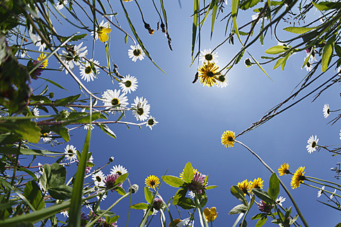 Germany, Bavaria, Upper Bavaria, Irschenberg, Upward view of flower meadow, close up - SIEF001723