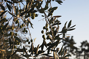 Italy, Liguria, Cinque Terre, Branch of olive tree with olives - GWF001556