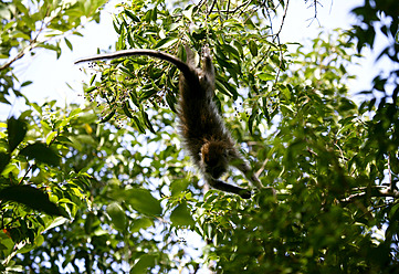 Indonesien, Borneo, Tanjunj Puting National Park, Blick auf Langschwanzmakaken im Wald - DSGF000051