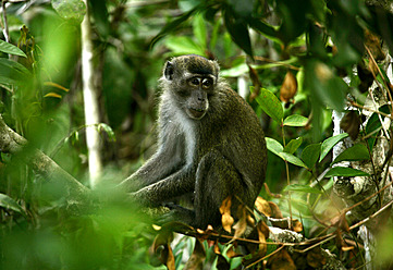 Indonesien, Borneo, Tanjunj Puting National Park, Blick auf Langschwanzmakaken im Wald - DSGF000050