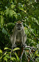 Indonesien, Borneo, Tanjunj Puting National Park, Blick auf Langschwanzmakaken im Wald - DSGF000002