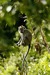 Indonesien, Borneo, Tanjunj Puting National Park, Blick auf Langschwanzmakaken im Wald - DSGF000030