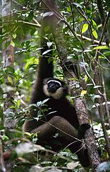 Indonesien, Borneo, Tanjunj Puting National Park, Blick auf Gibbon-Affen im Wald - DSGF000032