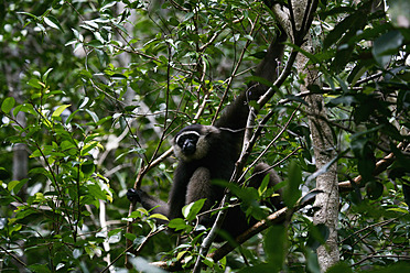 Indonesien, Borneo, Tanjunj Puting National Park, Blick auf Gibbon-Affen im Wald - DSGF000033