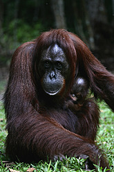 Indonesien, Borneo, Tanjunj Puting National Park, Blick auf Borneo-Orang-Utan mit Jungtier im Wald - DSGF000048