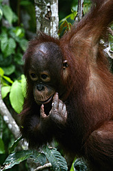 Indonesien, Borneo, Tanjunj Puting National Park, Blick auf jungen Borneo-Orang-Utan im Wald - DSGF000046