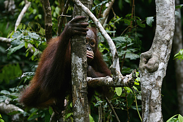 Indonesien, Borneo, Tanjunj Puting National Park, Blick auf jungen Borneo-Orang-Utan im Wald - DSGF000045
