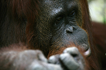 Indonesien, Borneo, Tanjunj Puting National Park, Blick auf Borneo-Orang-Utan im Wald, Nahaufnahme - DSGF000043