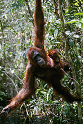 Indonesien, Borneo, Tanjunj Puting National Park, Blick auf Borneo-Orang-Utan mit Jungtier im Wald - DSGF000042