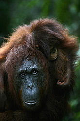 Indonesien, Borneo, Tanjunj Puting National Park, Blick auf Borneo-Orang-Utan mit Jungtier im Wald, Nahaufnahme - DSGF000041