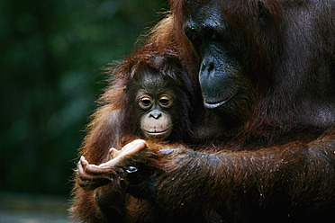 Indonesien, Borneo, Tanjunj Puting National Park, Blick auf Borneo-Orang-Utan mit Jungtier im Wald, Nahaufnahme - DSGF000059