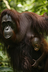 Indonesien, Borneo, Tanjunj Puting National Park, Blick auf Borneo-Orang-Utan mit Jungtier im Wald, Nahaufnahme - DSGF000039