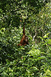 Indonesien, Borneo, Tanjunj Puting Nationalpark, Blick auf einen im Wald hängenden Borneo-Orang-Utan - DSGF000037