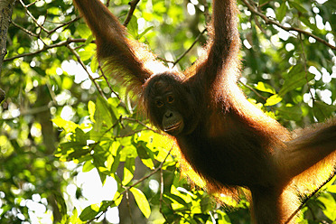 Indonesien, Borneo, Tanjunj Puting Nationalpark, Blick auf einen im Wald hängenden Borneo-Orang-Utan - DSGF000029