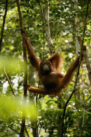 Indonesien, Borneo, Tanjunj Puting Nationalpark, Blick auf einen im Wald hängenden Borneo-Orang-Utan, lizenzfreies Stockfoto