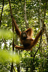 Indonesien, Borneo, Tanjunj Puting Nationalpark, Blick auf einen im Wald hängenden Borneo-Orang-Utan - DSGF000060