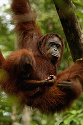 Indonesien, Borneo, Tanjunj Puting National Park, Blick auf Borneo-Orang-Utan mit Jungtier im Wald - DSGF000061
