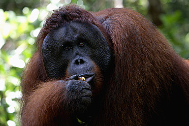 Indonesien, Borneo, Tanjunj Puting National Park, Blick auf Borneo-Orang-Utan beim Fressen im Wald, Nahaufnahme - DSGF000063