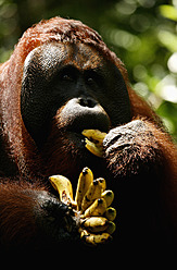 Indonesien, Borneo, Tanjunj Puting National Park, Blick auf Borneo-Orang-Utan beim Fressen von Bananen im Wald, Nahaufnahme - DSGF000064