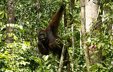 Indonesien, Borneo, Tanjunj Puting Nationalpark, Blick auf einen im Wald hängenden Borneo-Orang-Utan - DSGF000065