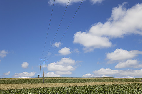 Deutschland, Rheinland-Pfalz, Eifel, Blick auf ein Windrad und eine Stromleitung in einem Maisfeld vor bewölktem Himmel - GWF001565