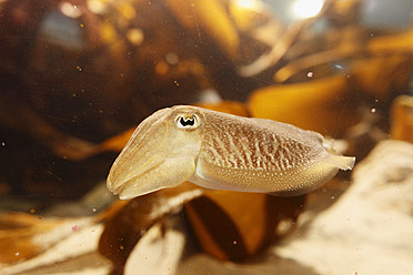 Vereinigtes Königreich, Nordirland, County Down, Portaferry, Nahaufnahme von Baby-Tintenfisch im Aquarium Exploris - SIEF001738