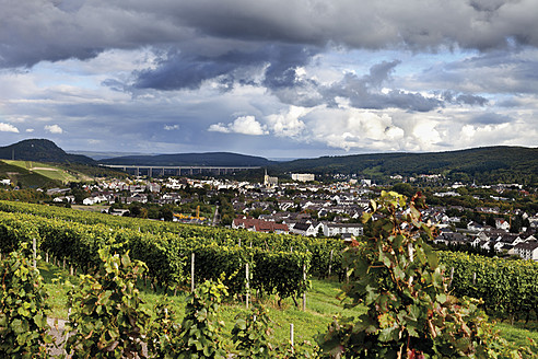 Europa, Deutschland, Rheinland-Pfalz, Bad Neuenahr-Ahrweiler, Rotweinwanderweg mit Weintrauben im Weinberg - CSF015416