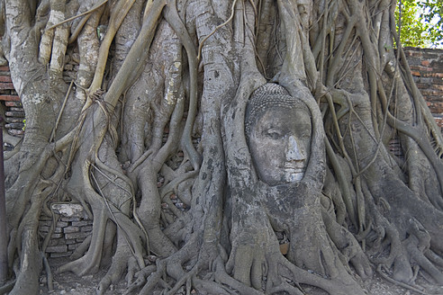 Thailand, Ayutthaya, Buddhakopf in Baumwurzeln - HKF000454