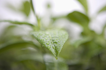 Germany, Braunschweig, Raindrops on green leaf - HKF000461